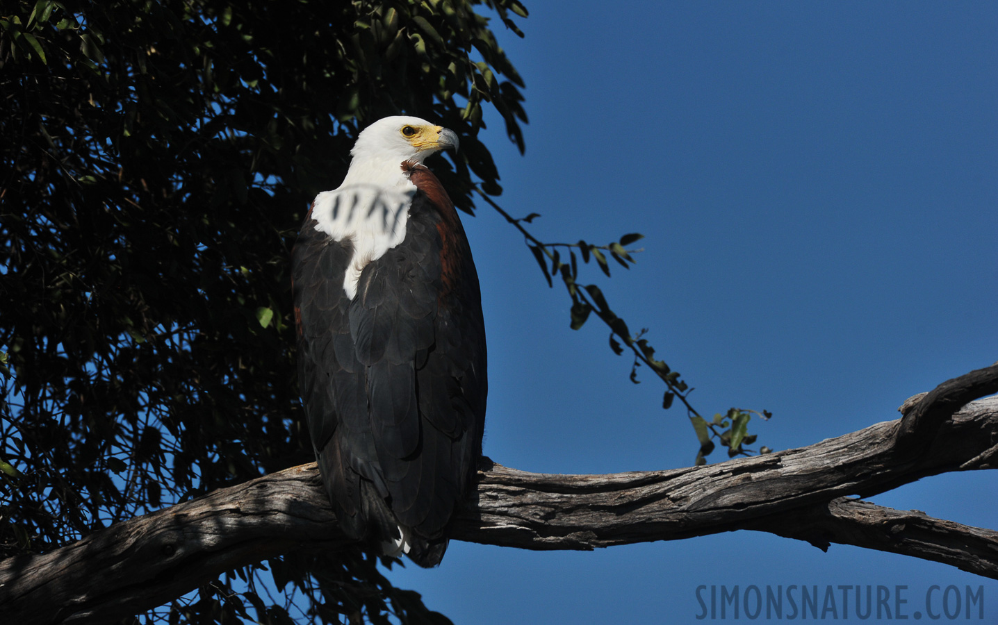 Haliaeetus vocifer [550 mm, 1/5000 Sek. bei f / 8.0, ISO 800]